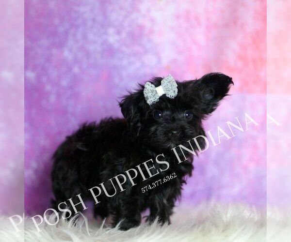 Medium Photo #109 Yorkipoo Puppy For Sale in WARSAW, IN, USA