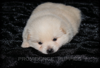 Schipperke Puppy for sale in WAYLAND, IA, USA