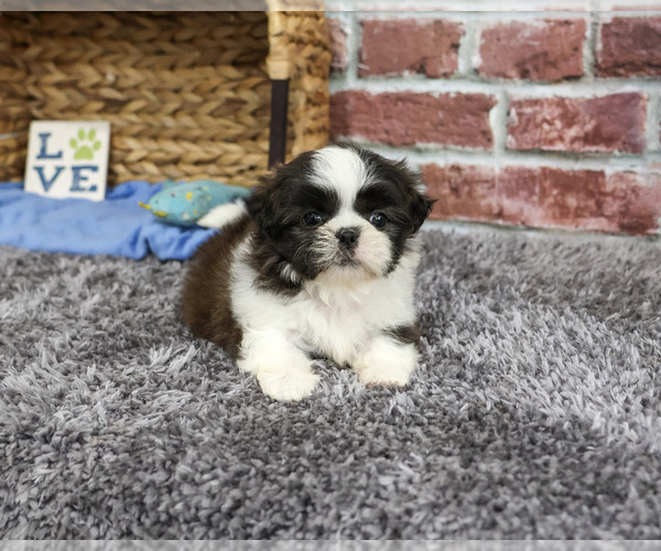 Medium Photo #6 Shih Tzu Puppy For Sale in SYRACUSE, IN, USA