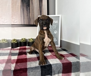 Boxer Puppy for sale in FRANKLIN, IN, USA
