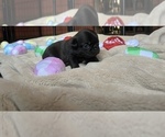 Small Photo #38 Pug Puppy For Sale in BLOOMINGTON, IL, USA