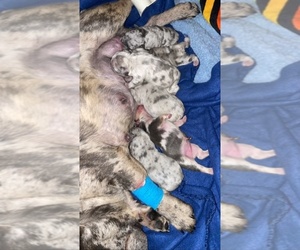 French Bulldog Puppy for sale in LYNWOOD, IL, USA