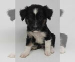 Small #1 Borador
