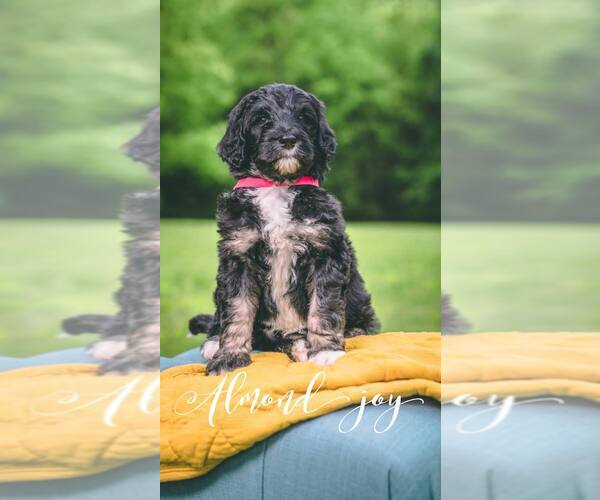 Medium Photo #9 Bernedoodle Puppy For Sale in BENTON, KY, USA