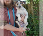 Small #3 Australian Shepherd-German Shepherd Dog Mix