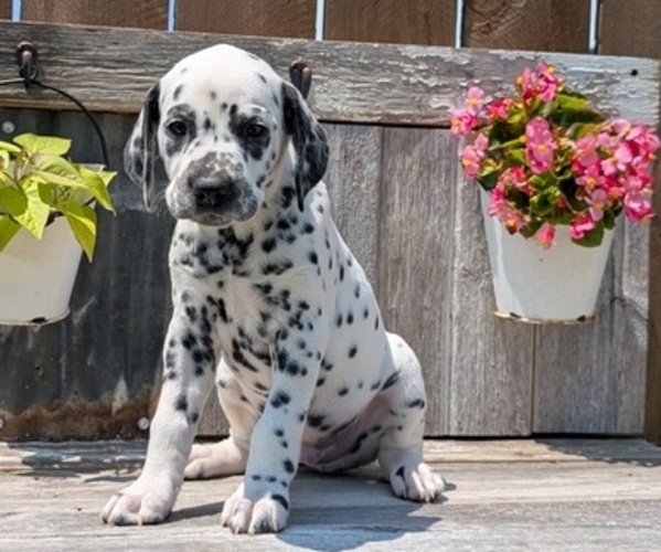 Medium Photo #81 Dalmatian Puppy For Sale in GOSHEN, IN, USA