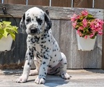 Puppy Riley Dalmatian