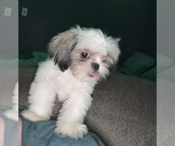 Medium Photo #1 Mal-Shi Puppy For Sale in INDIANA, PA, USA