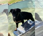 Small #3 Rottweiler Mix