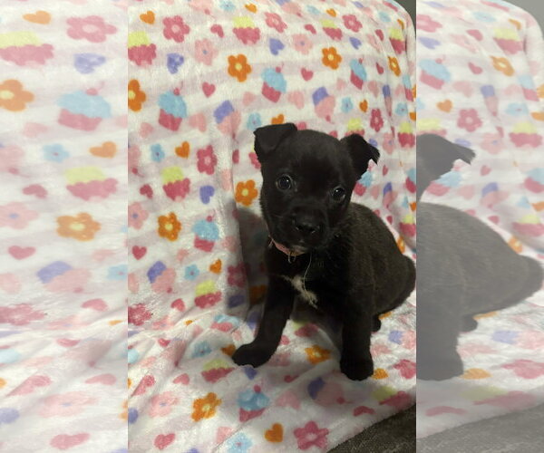 Medium Photo #4 German Shepherd Dog-Unknown Mix Puppy For Sale in Holly Springs, NC, USA