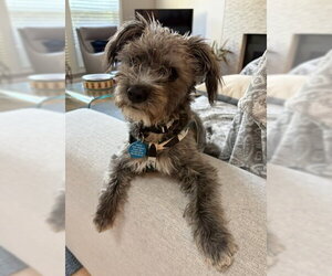 Patty - Female Poodle (Miniature)-Unknown Mix Dog for Adoption