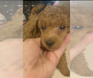 Poodle (Miniature) Puppy for sale in VENETA, OR, USA
