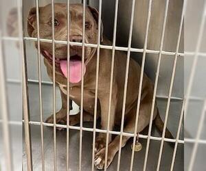 American Bulldog-Unknown Mix Dogs for adoption in Oklahoma City, OK, USA