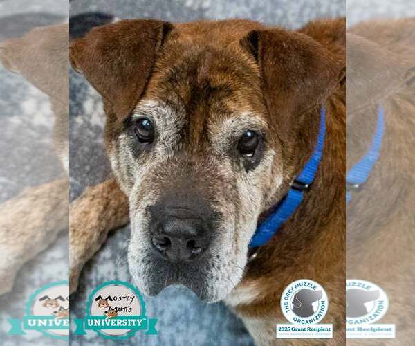 Medium Photo #7 Bulldog-Unknown Mix Puppy For Sale in Kennesaw, GA, USA