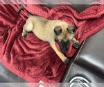 Small Photo #25 Belgian Malinois Puppy For Sale in REESEVILLE, WI, USA