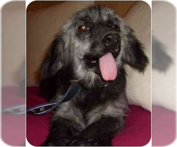 Medium Photo #4 Cocker Spaniel-Unknown Mix Puppy For Sale in San Diego, CA, USA