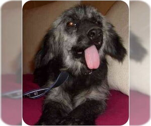 Tikina - Female Cocker Spaniel-Unknown Mix Dog for Adoption - Photo #4