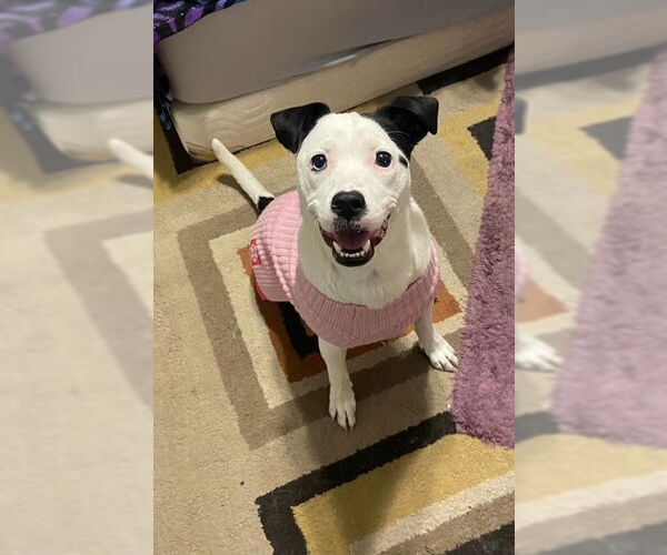 Medium Photo #7 Mutt Puppy For Sale in Princeton, MN, USA