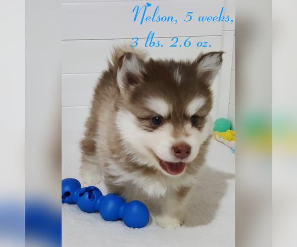 Medium Photo #29 Pomsky Puppy For Sale in RAMONA, CA, USA