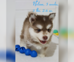 Small Photo #29 Pomsky Puppy For Sale in RAMONA, CA, USA