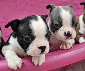 Boston Terrier Puppy for sale in BUCHANAN, GA, USA