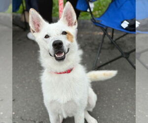 Juno - Female Mutt Dog for Adoption - Photo #3