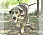 Small #1 Catahoula Leopard Dog Mix