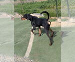 Small #5 Bluetick Coonhound-Doberman Pinscher Mix