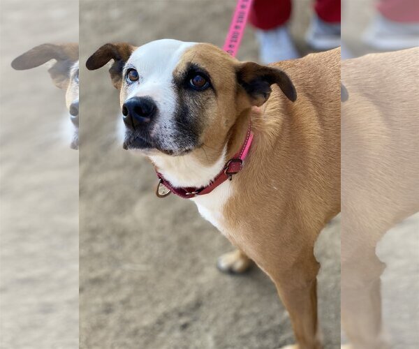 Medium Photo #6 Mutt Puppy For Sale in Fairfax, VA, USA