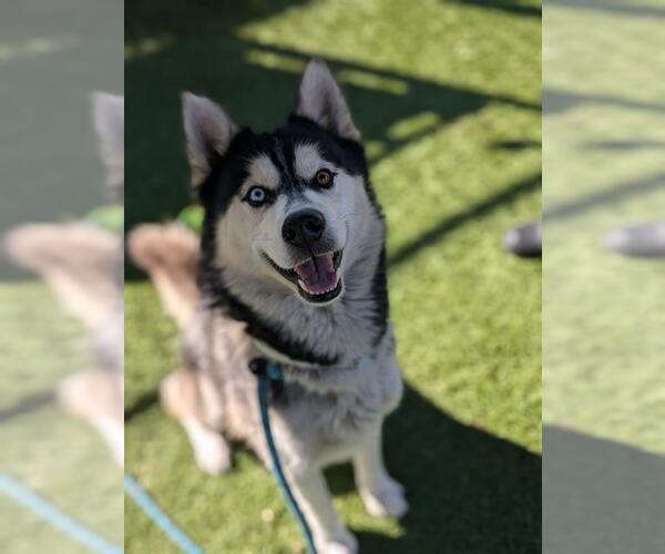Medium Photo #1 Siberian Husky Puppy For Sale in Downey, CA, USA