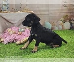 Goldie 2025 F2 - Female Catahoula Leopard Dog Puppy for Sale - Photo #3