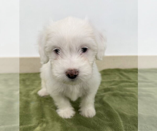 Medium Photo #2 Poodle (Miniature)-Unknown Mix Puppy For Sale in Lakewood, CO, USA
