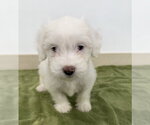 Small #1 Poodle (Miniature) Mix