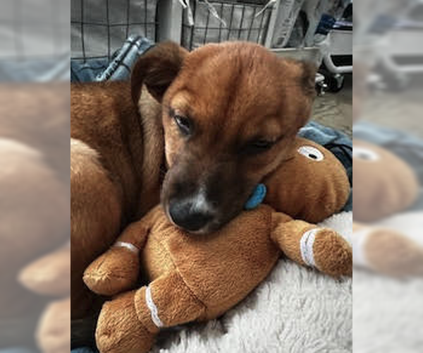 Medium Photo #6 Mutt Puppy For Sale in Plainfield, IL, USA