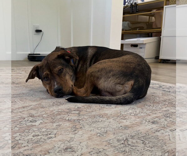 Medium Photo #2 German Shepherd Dog-Unknown Mix Puppy For Sale in The Woodlands, TX, USA