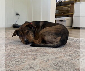 Adam - Male German Shepherd Dog-Unknown Mix Dog for Adoption - Photo #2