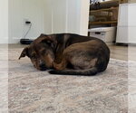 Small #1 German Shepherd Dog Mix