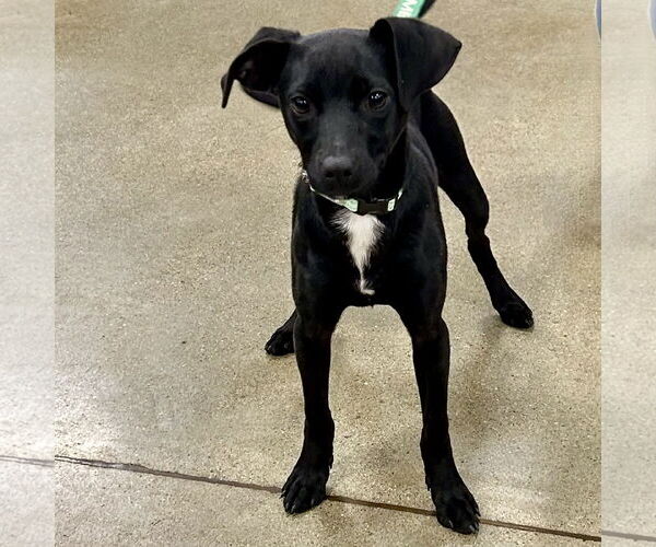 Medium Photo #3 Mutt Puppy For Sale in Batavia, OH, USA