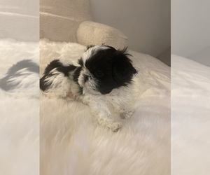 Shih Tzu Puppy for sale in KALISPELL, MT, USA