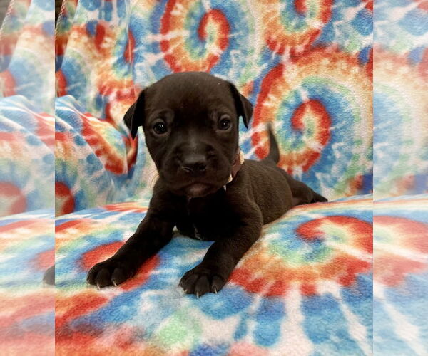 Medium Photo #2 Labrador Retriever-Unknown Mix Puppy For Sale in Duluth, MN, USA