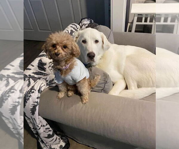 Medium Photo #2 Great Pyrenees Puppy For Sale in Bountiful, UT, USA