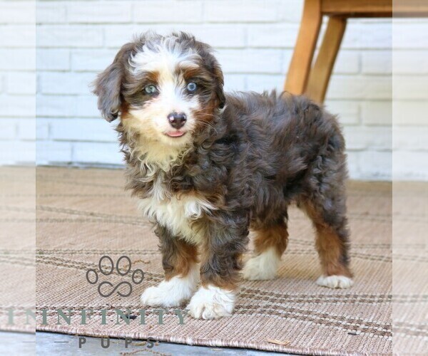 Medium Photo #3 Bernedoodle (Miniature) Puppy For Sale in PARADISE, PA, USA