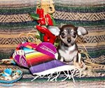 Puppy Egypt Chihuahua