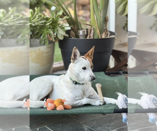 Medium Photo #6 Mutt Puppy For Sale in La Verne, CA, USA