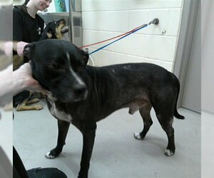 Mutt Dogs for adoption in Sanford, FL, USA