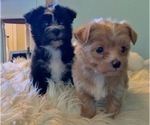 Small Photo #5 Morkie Puppy For Sale in ATHENS, TX, USA