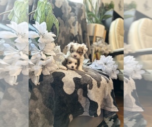 Peke-A-Chon Puppy for sale in ANN ARBOR, MI, USA
