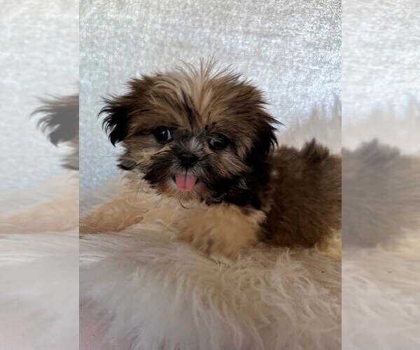 Medium Photo #1 Shih Tzu Puppy For Sale in STUART, FL, USA
