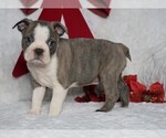 Small Photo #4 Boston Terrier Puppy For Sale in FREDERICKSBG, OH, USA
