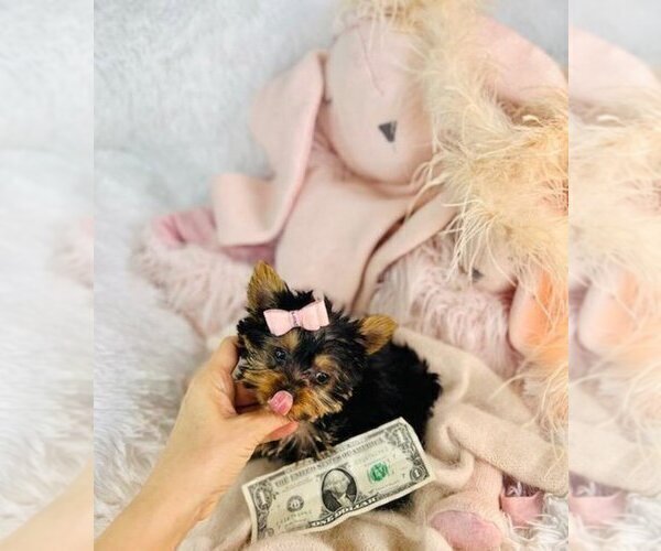Medium Photo #7 Yorkshire Terrier Puppy For Sale in FT LAUDERDALE, FL, USA